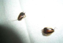 蟑螂幼崽长什么样子