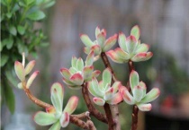 多肉服盆期多久浇一次水