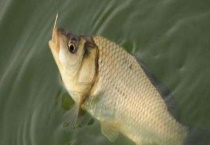 夏季钓鲫鱼技巧大全 饵料配方有哪些？