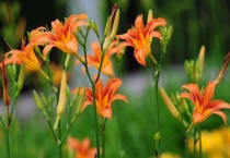 忘忧草是黄花菜吗？