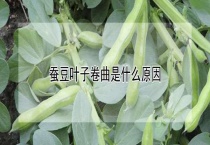 蚕豆叶子卷曲是什么原因？