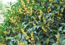 桂花树结果是怎么回事