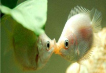 接吻鱼吃什么食物 附接吻鱼的繁殖多久？