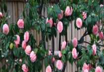 山茶是常绿还是落叶植物 附其繁殖多久？