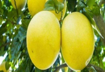 柚子的热量 吃柚子会不会发胖