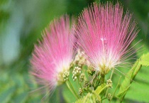 榕树花与合欢花有什么不同 附合欢花的繁殖多久？