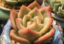 多肉爆盆了怎么办？