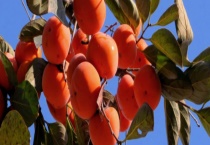 柿子过冬要怎么泡 附柿子的价值