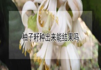 柚子籽种出来能结果吗？