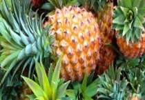 菠萝和凤梨的区别？ 菠萝的分类