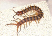 蜈蚣和蚰蜒有什么区别？？