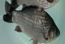 鲫鱼的产地在哪里？附鲫鱼的常见品种