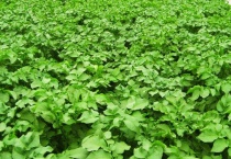 土豆怎么种植多久？