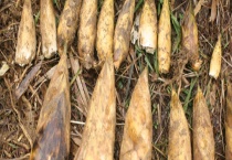 冬笋和春笋的区别？ 附竹笋的营养价值及竹笋的吃法