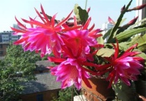 令箭荷花怎么嫁接