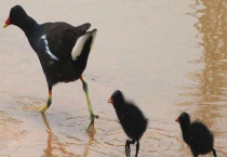 黑水鸡是否为保护动物 黑水鸡可不可以人工养殖