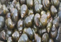 螺的繁殖方式 可食用螺有什么分类