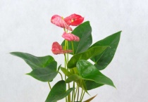 怎样识别红掌花芽