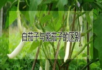 白茄子与紫茄子的区别？