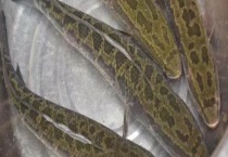 黑鱼产卵是什么时候 黑鱼能长多大