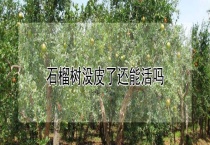 石榴树没皮了还能活吗？