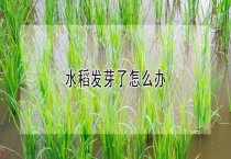 水稻发芽了怎么办？