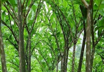 魔芋种下后可以浇水吗？