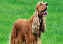 可卡犬多少钱一只 如何鉴别