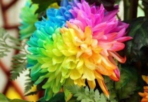 七彩菊花是怎么培育的