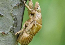 蝉蜕多少钱一斤 附蝉蜕的功效作用和挑选多久？