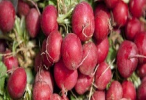 樱桃萝卜种植时间和多久？