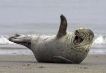 海豹是哺乳动物吗？