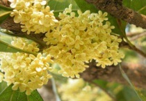 桂花树会结果子吗？