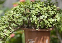 金枝玉叶叶子掉光了还能活吗？