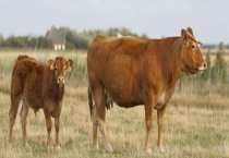 牛百叶干病防治方法 牛百叶干病的病因