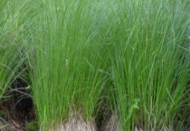 乌拉草是什么东西 可以用来做什么？