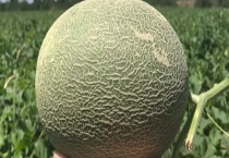 有酒味的哈密瓜是否还能吃 哈密瓜该如何挑选