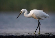 白鹭为什么常见