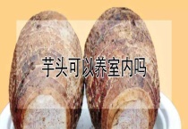 芋头可以养室内吗？