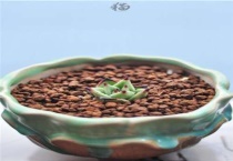 檀汁多肉植物怎么养殖