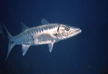 梭鱼属于淡水鱼还是属于海鱼 梭鱼有哪些做法