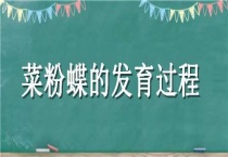 菜粉蝶的发育过程