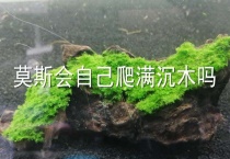 莫斯会自己爬满沉木吗？