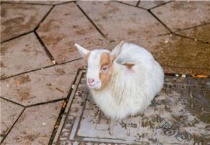 人工喂养小羊怎么成活