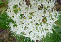 红瑞木有毒吗？