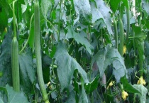 丝瓜种植多久？