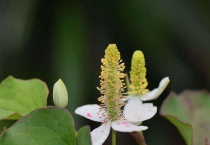 鱼腥草种植多久？