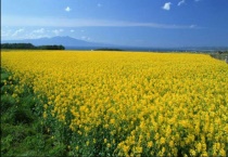 油菜花是春季开花吗？