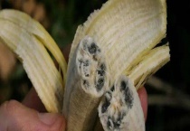 香蕉心黑了还能不能吃 香蕉不能与什么同食