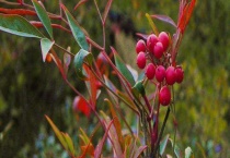 南天竹结果需要几年 南天竹有什么价值